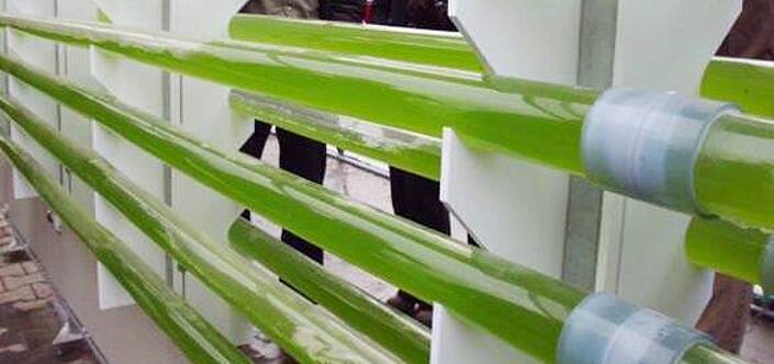 Algen im Röhrenreaktor