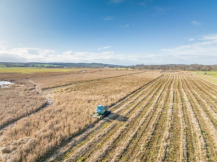 Rohrkolben-Ernte mit einer umgebauten Pistenraupe im Januar 2023 auf einer Versuchsfläche des Greifswald Moor Centrums bei Neukalen in Mecklenburg-Vorpommern