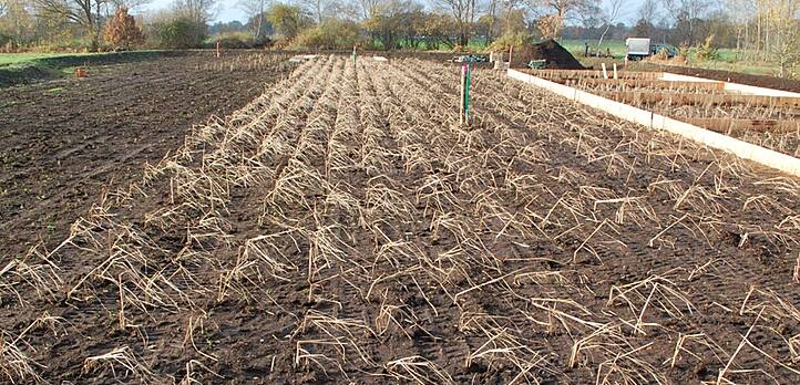 Paludikultur-Testfläche im Landkreis Oldenburg