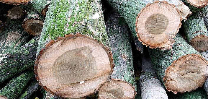 Laubholzarten können den Versorgungsengpass durch Nadelholz ausgleichen