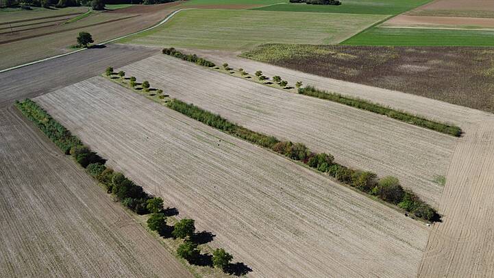 Agroforst, hier als Alleenkultur, kann die Erträge von landwirtschaftlich genutzten Pflanzen stabilisieren – selbst bei schwankender Verfügbarkeit von Wasser.