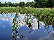 Neu etablierte Rohrkolbenfläche im Landkreis Cuxhaven (Projekt PaludiFarming) © Stina Behne, 3N