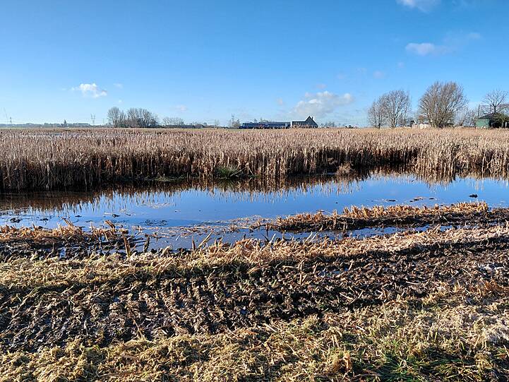 Rohrkolbenfläche in der Niederlande