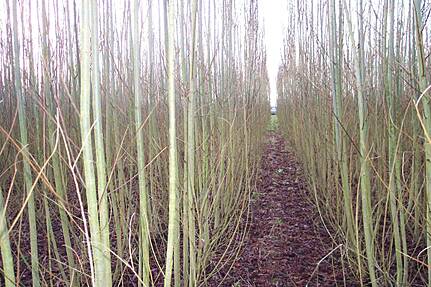 Weiden Kurzumtriebsplantage