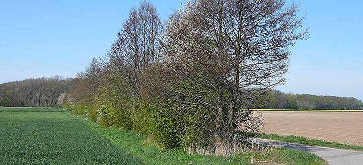 Ein höherer Gehalt an stabilem Bodenhumus und mehr Gehölze in der Landschaft binden CO2 und bremsen damit dem Klimawandel, Gleichzeitig mindern sie auch seine Folgen (Hochwasser, Dürreschäden).