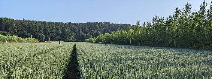 Modernes Agroforstsystem bei Gehrden 2,5 Jahre nach der Pflanzung der Pappelstecklinge: Es werden Messungen zur Verdunstung durchgeführt.
