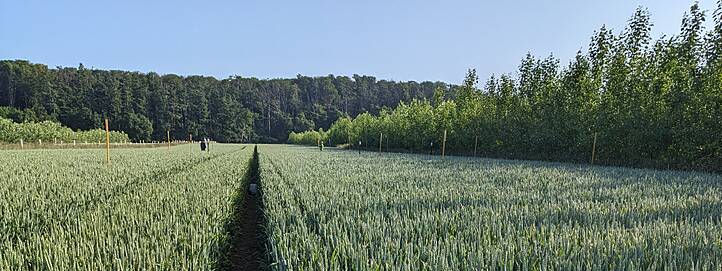 Modernes Agroforstsystem bei Gehrden 2,5 Jahre nach der Pflanzung der Pappelstecklinge: Es werden Messungen zur Verdunstung durchgeführt.