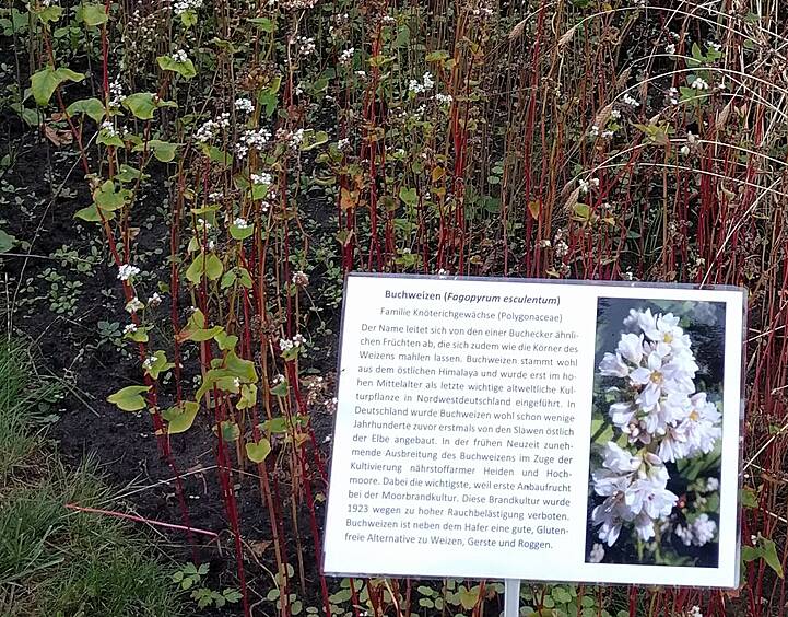 Buchweizen: eine alte Kulturpflanzen mit neues Perspektiven!?