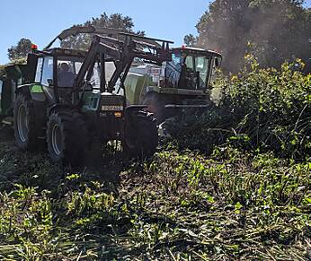 Ernte von Durchwachsener Silphie im September. Das Material wird balliert.