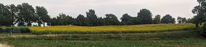 Das Anbau von durchwachsener Silphie ist besonders sinnvoll auf Hanglagen zum Erosionsschutz.