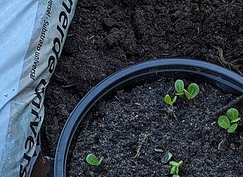 Silphie kann zunächst in der Biogasanlage energetisch genutzt werden. Der Gärrest (aus Monovergärung) bildet einen ausgezeichneten Torfersatzstoff.