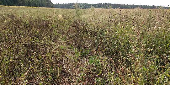 Die Produktion von Wildpflanzensaatgut ist eine große Herausforderung: Anbau, Ernte und Saatgutrenigung!