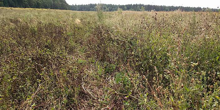 Die Produktion von Wildpflanzensaatgut ist eine große Herausforderung: Anbau, Ernte und Saatgutrenigung!