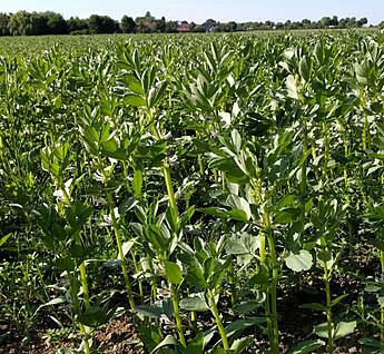 Ackerbohnen werden in vielen Gebieten Deutschlands verstärkt angebaut.