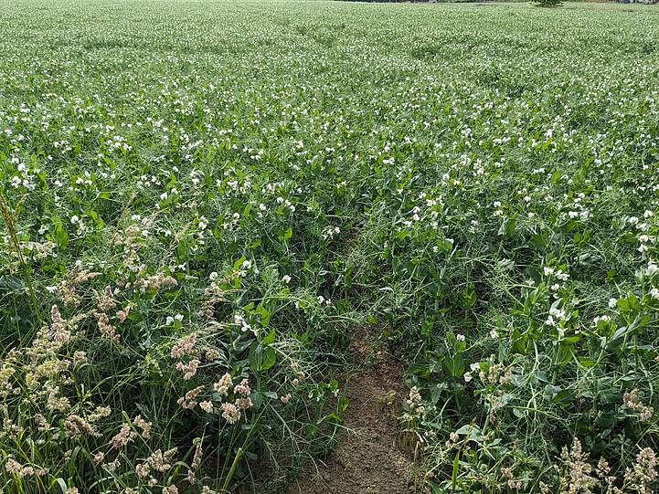 Erbsenfeld bei Almhorst am 1.6.25
