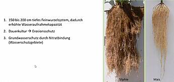 Vergleich der Wurzeln von Silphie und Mais