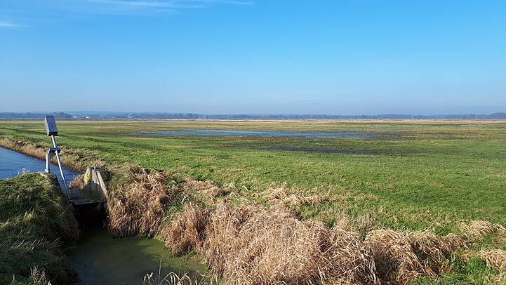Nasswiese auf Niedermoorboden im NSG Westliche Dümmerniederung