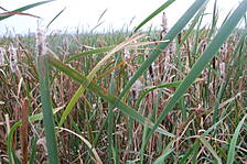 Abbildung 1: Rohrkolbenbestand