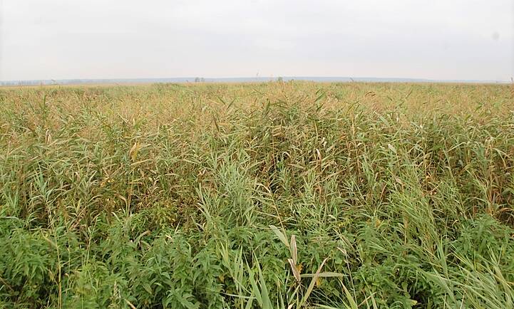 Schilf auf wiedervernässter Fläche: Später Baustoff oder Energieträger.