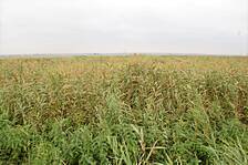 Abbildung 2: Schilfbestand