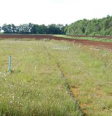 Torfmoosfarming in Ramsloh (Niedersachsen)