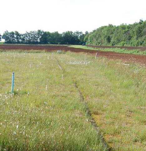 Torfmoosfarming in Ramsloh (Niedersachsen)
