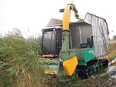 Ernte einer Paludikultur