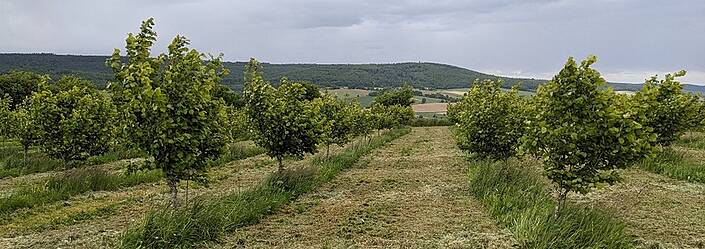 Junge Haselnussplantage im Sollling oberhalb von Schönhagen