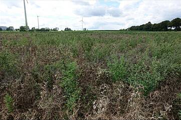 Abb 2. Erbsenbestand mit starker Verkrautung, 2023 Wunstorf