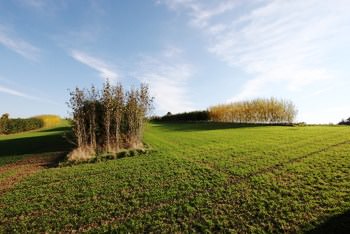 Energiehecken als Teile eines Agroforstsystems