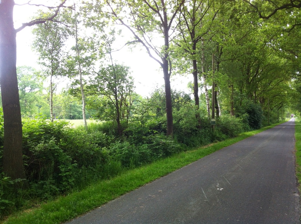 baumdominierte Wallhecke an einer Gemeindestraße